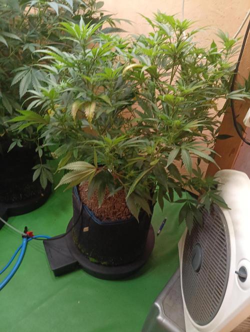 RQS Clones- VS. Autopot+Biotabs. Week 10