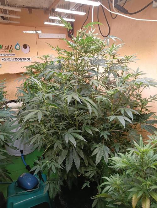 Autopot+Biotabs vs. Photoperiods #2026/2. Week 10