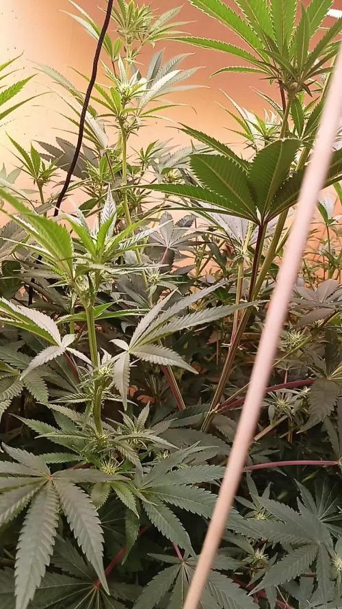 Autopot+Biotabs vs. Photoperiods #2026/2