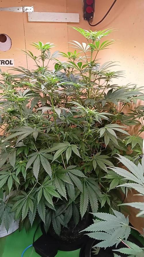 Autopot+Biotabs vs. Photoperiods #2026/3