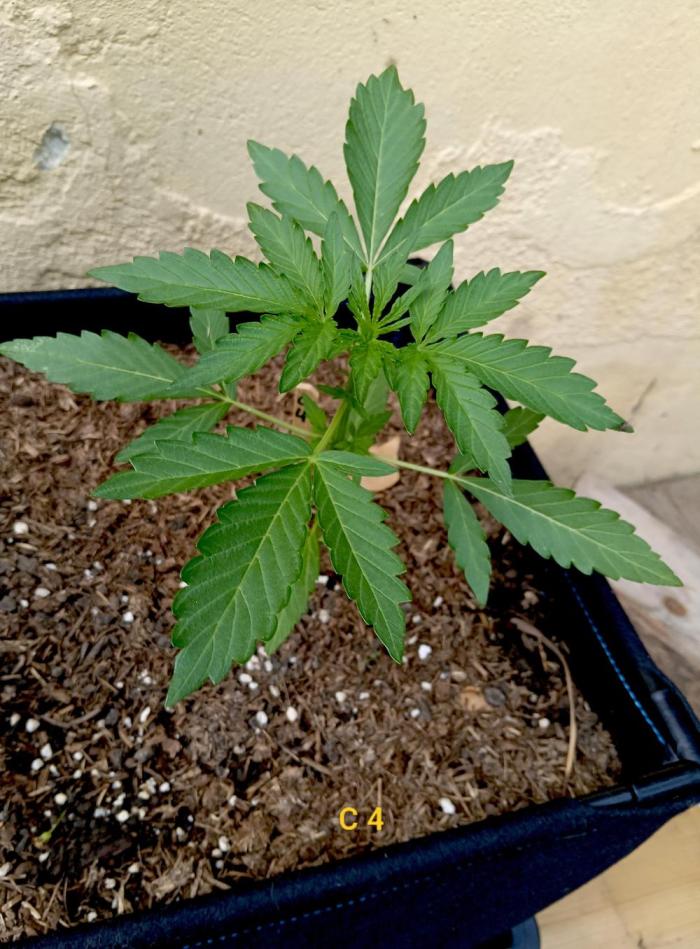 OUT26 //C4- Automatic// SensiSeeds. Week 4