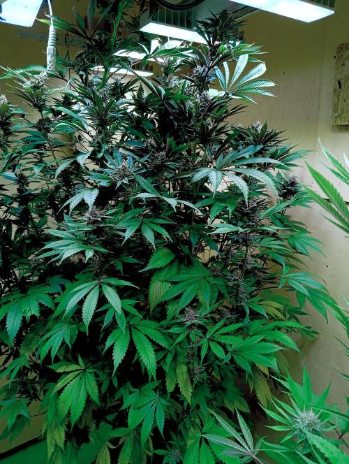 Autopot+Biotabs vs. Photoperiods #2026/3. Week 12