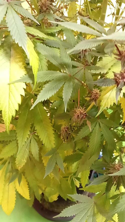 Autopot+Biotabs vs. Photoperiods #2026/3