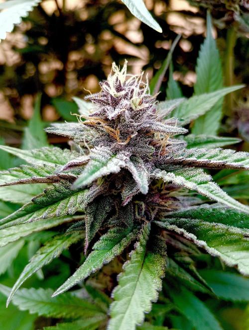 Autopot+Biotabs vs. Photoperiods #2026/3. Week 12