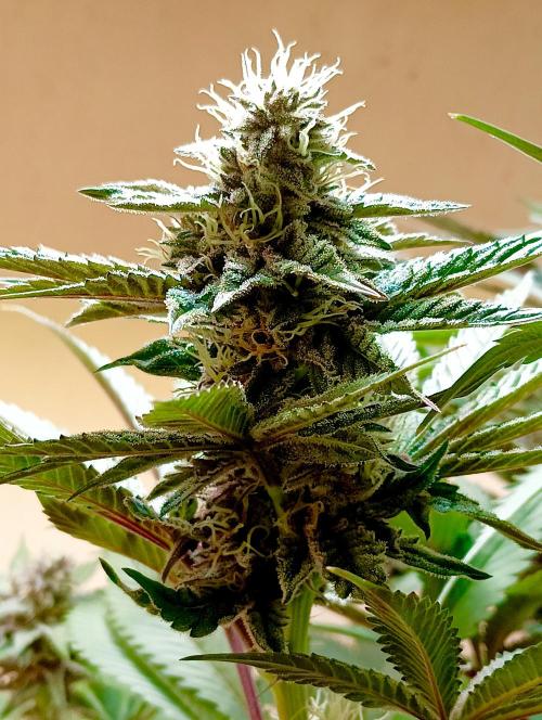 Autopot+Biotabs vs. Photoperiods #2026/2. Week 12