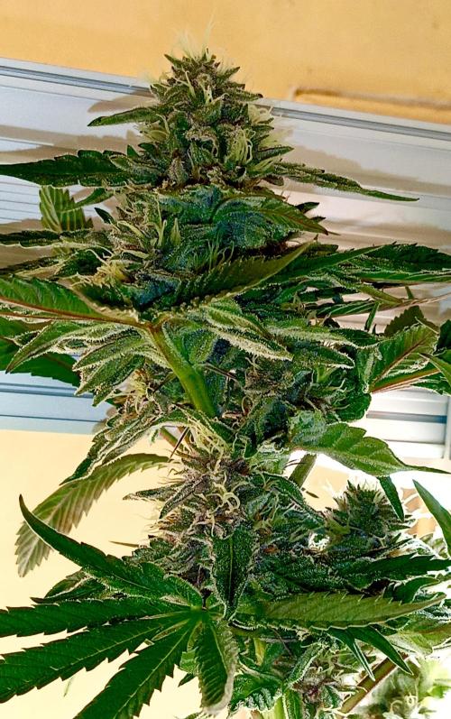 Autopot+Biotabs vs. Photoperiods #2026/2. Week 12