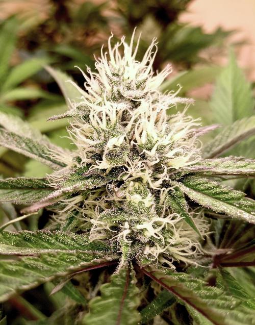 Autopot+Biotabs vs. Photoperiods #2026/2. Week 12