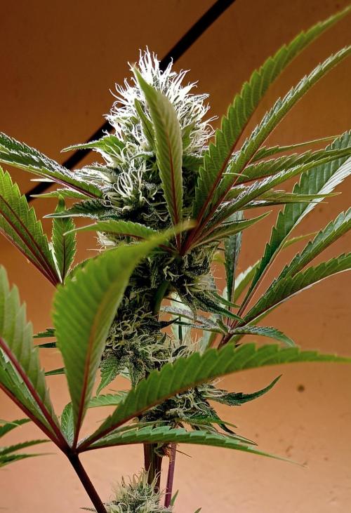 Autopot+Biotabs vs. Photoperiods #2026/2. Week 12