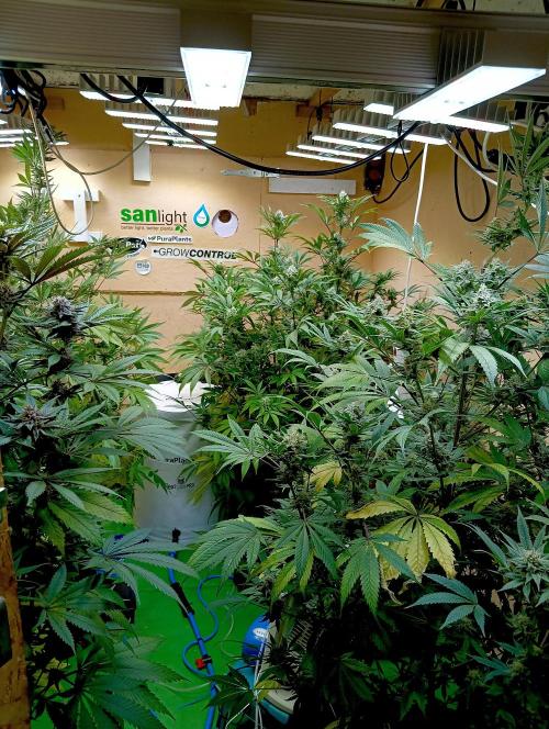 Autopot+Biotabs vs. Photoperiods #2026/2. Week 12