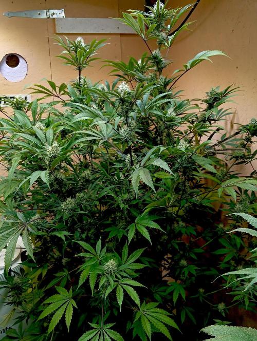 Autopot+Biotabs vs. Photoperiods #2026/2. Week 12