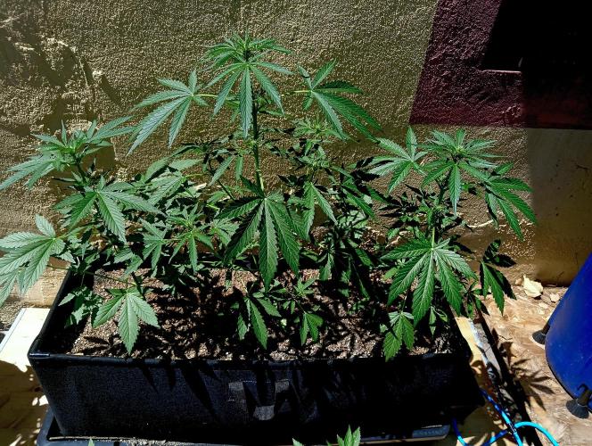OUT 26/ New/ Full Throttle Sensi Seeds. Week 6