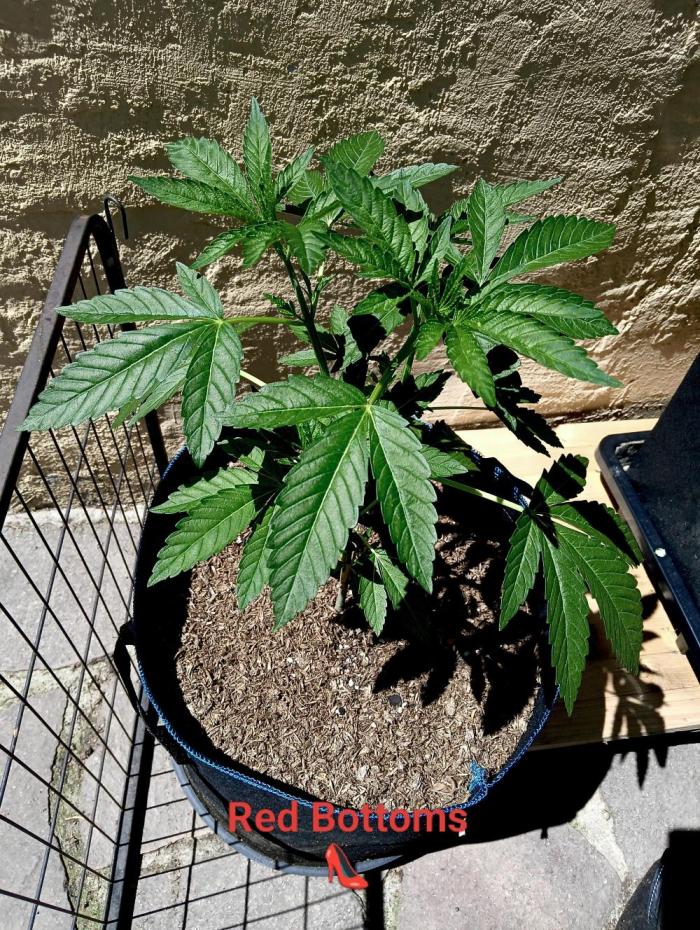 OUT26/NEW/ RED BOTTOMS- Sensi Seeds. Week 6