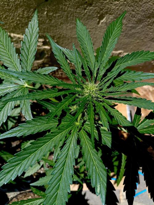 OUT26 //C4- Automatic// SensiSeeds. Week 6