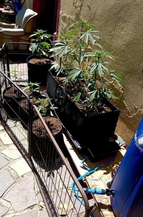 OUT26 //C4- Automatic// SensiSeeds. Week 6