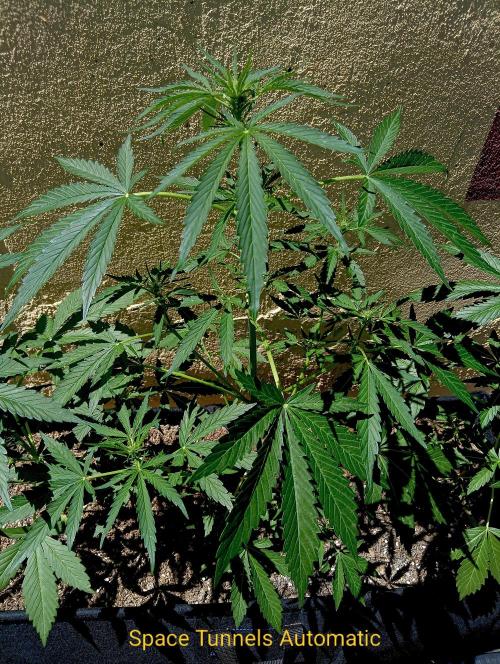 OUT26/NEW/ SPACE TUNNELS- Sensi Seeds. Week 6