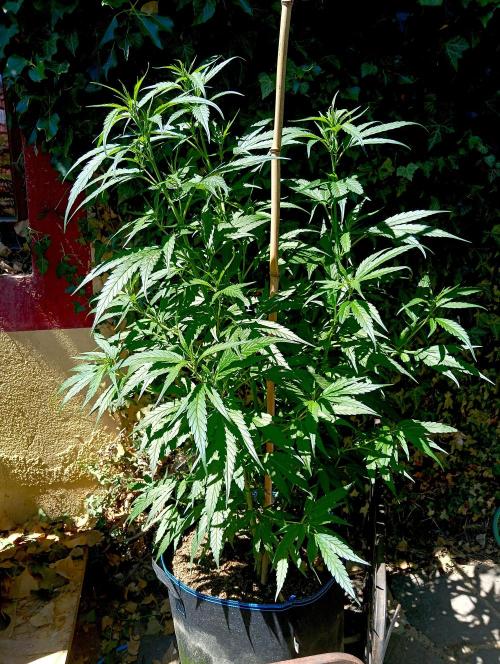 OUT 26// Shining Silver Haze/ Autopot. Week 10