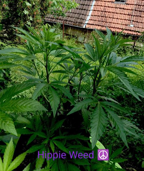 Outdoor 26// Hippieweed +Honey Cream. Week 10 - before 