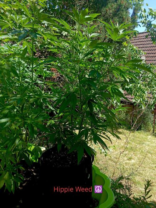 Outdoor 26// Hippieweed +Honey Cream. Week 10 - today