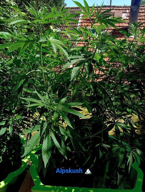 Outdoor 26// Alpskush- Swisscannabinoid. Week 10