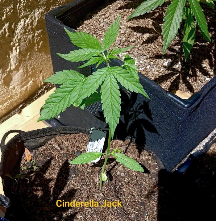 Outdoor 26// DP- Auto Cindarella Jack. Week 4