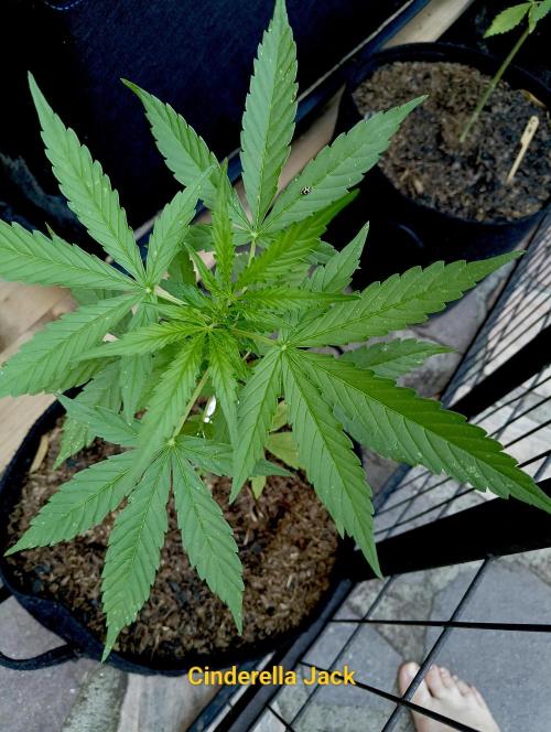 Auto Cinderella Jack. Week 5