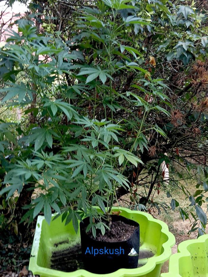 Outdoor 26// Alpskush- Swisscannabinoid. Week 11