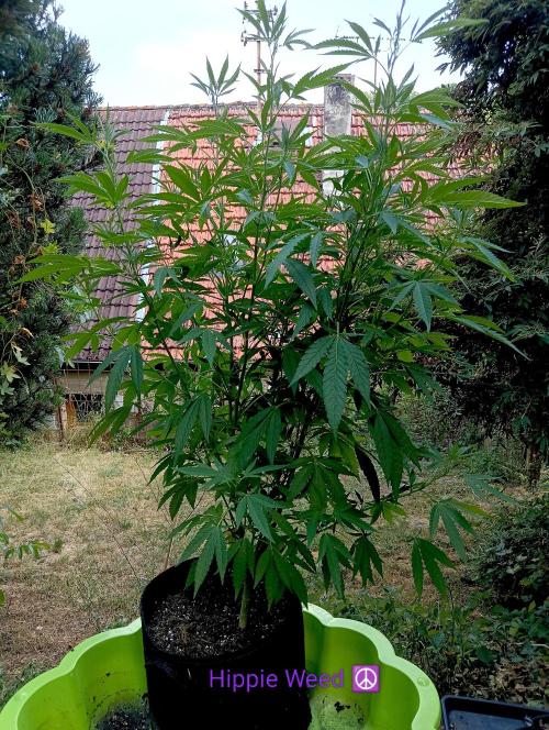 Outdoor 26// Hippieweed +Honey Cream. Week 11