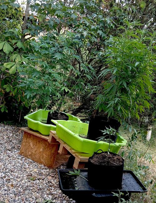 Outdoor 26// Hippieweed +Honey Cream. Week 11