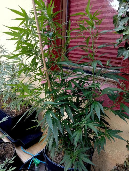 OUT 26// Shining Silver Haze/ Autopot. Week 11