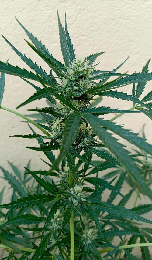 OUT26/NEW/ SPACE TUNNELS- Sensi Seeds. Week 7
