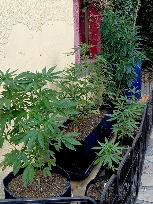OUT26/NEW/ SPACE TUNNELS- Sensi Seeds. Week 7