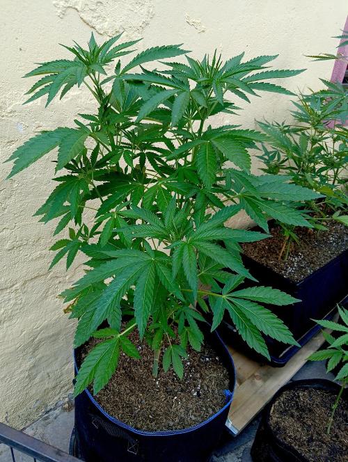 OUT26/NEW/ RED BOTTOMS- Sensi Seeds. Week 7