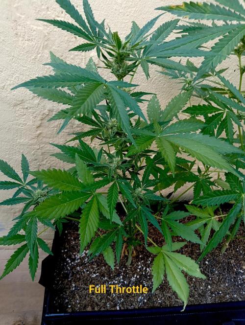 OUT 26/ New/ Full Throttle Sensi Seeds. Week 7