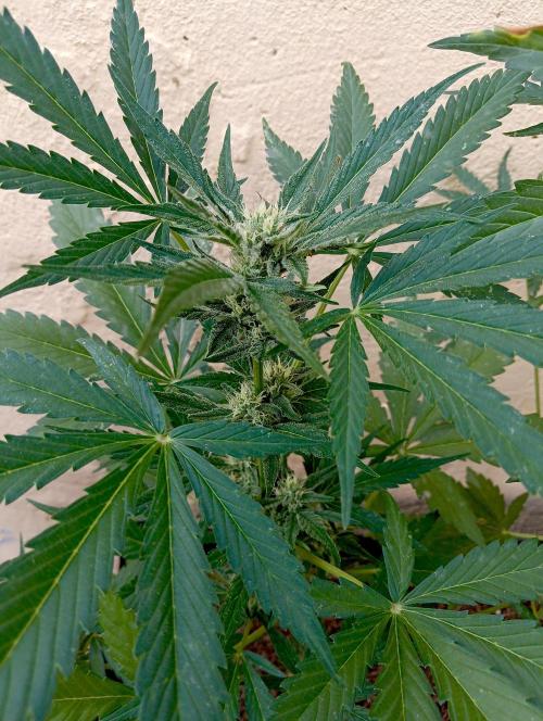 OUT 26/ New/ Full Throttle Sensi Seeds. Week 7