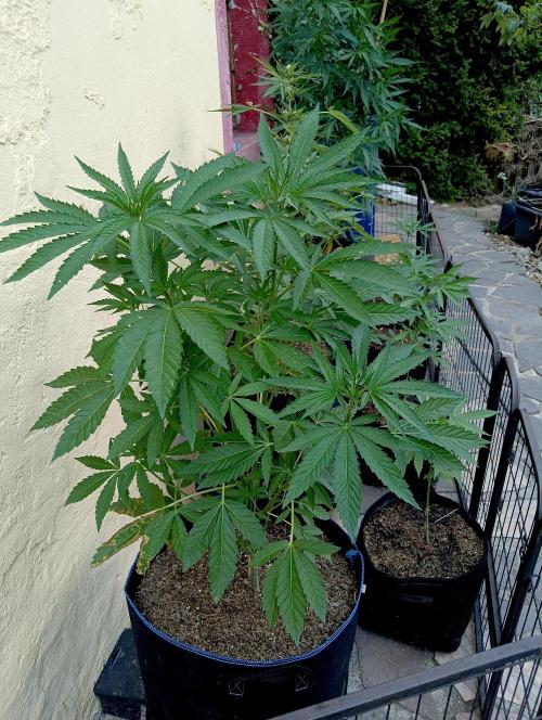 OUT 26/ New/ Full Throttle Sensi Seeds. Week 7