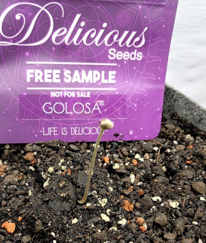 Delicious Golosa. Week 1