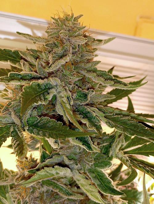 Autopot+Biotabs vs. Photoperiods #2026/2. Week 13