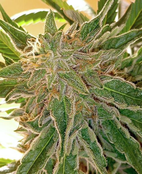 Autopot+Biotabs vs. Photoperiods #2026/2. Week 13