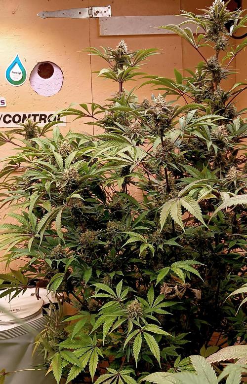 Autopot+Biotabs vs. Photoperiods #2026/2. Week 13