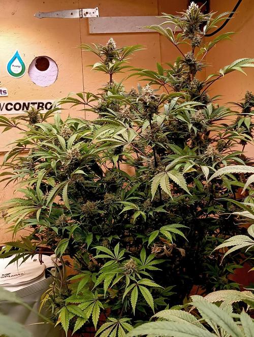 Autopot+Biotabs vs. Photoperiods #2026/2. Week 13