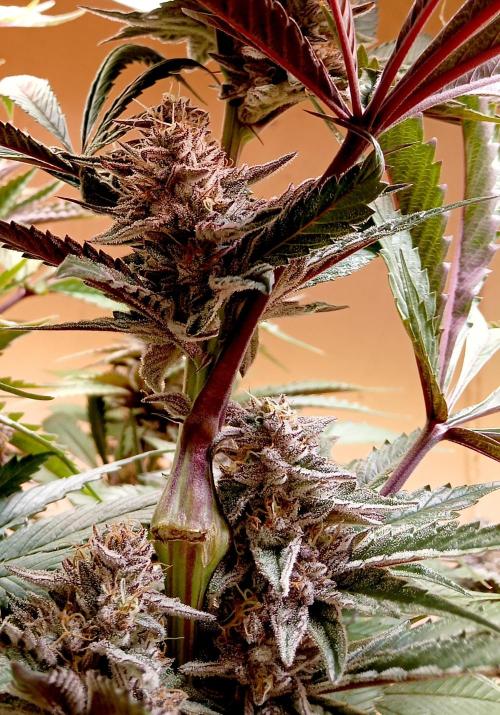Autopot+Biotabs vs. Photoperiods #2026/3. Week 13