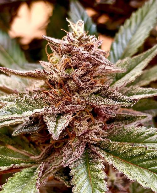 Autopot+Biotabs vs. Photoperiods #2026/3. Week 13