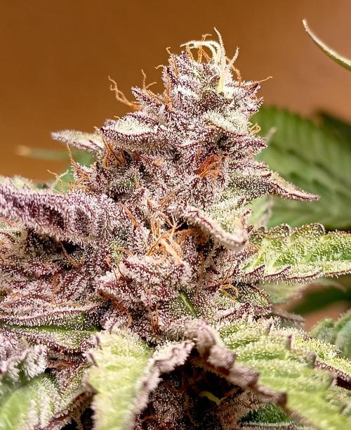 Autopot+Biotabs vs. Photoperiods #2026/3. Week 13