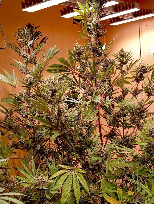 Autopot+Biotabs vs. Photoperiods #2026/3. Week 13