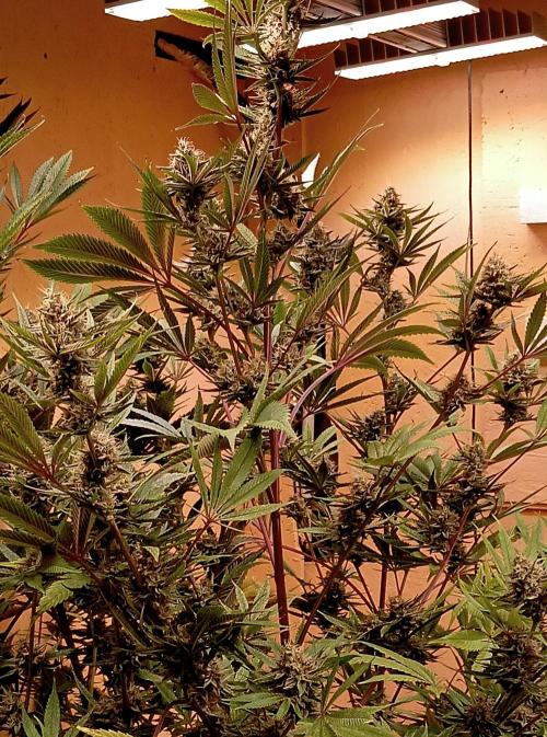 Dream Queen. Week 13