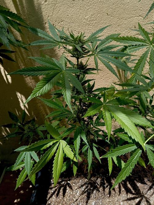 OUT 26/ New/ Full Throttle Sensi Seeds. Week 8