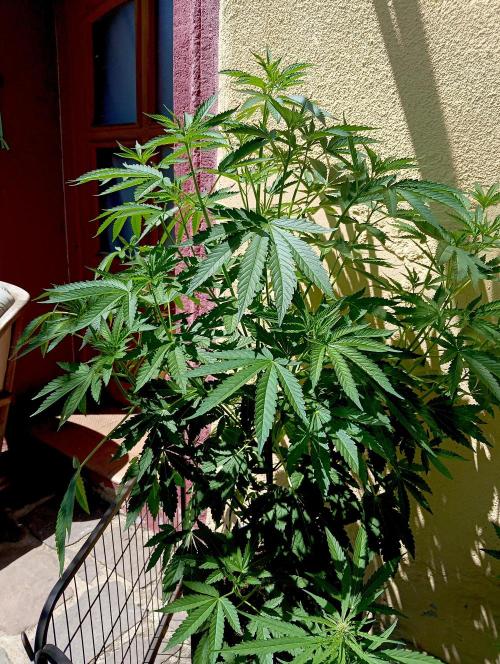 OUT26/NEW/ RED BOTTOMS- Sensi Seeds. Week 8