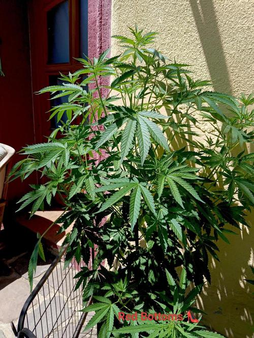 OUT26/NEW/ RED BOTTOMS- Sensi Seeds. Week 8