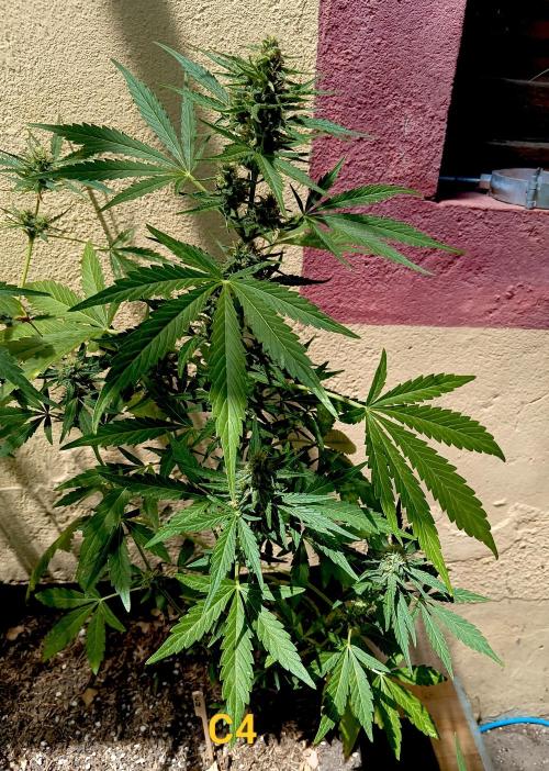 OUT26 //C4- Automatic// SensiSeeds. Week 8