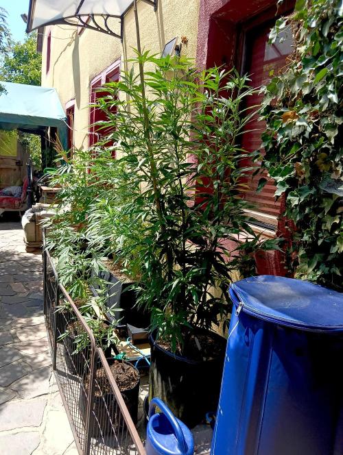 OUT26 //C4- Automatic// SensiSeeds. Week 8